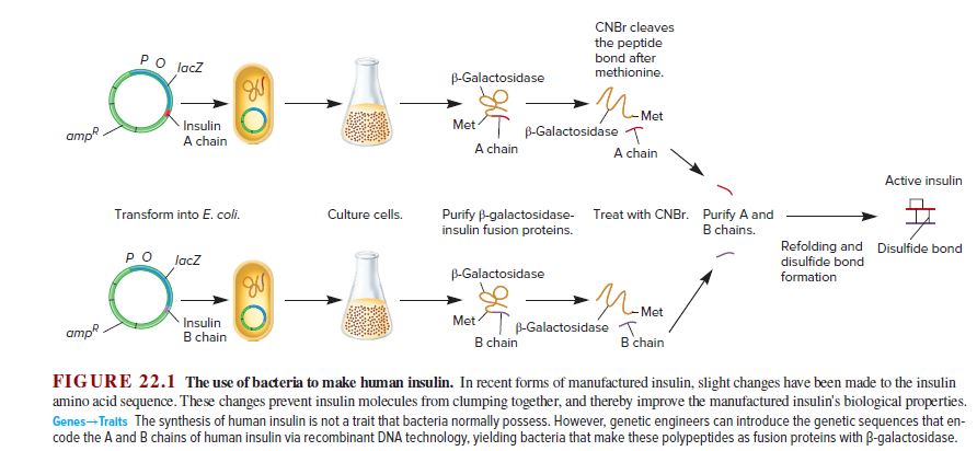 CNBR cleaves
PO lacz
the peptide
bond after
methionine.
B-Galactosidase
Met
- Insulin
Met
B-Galactosidase T
A chain
amp.
A chain
A chain
Active insulin
Transform into E. coli.
Culture cells.
Purify B-galactosidase- Treat with CNB.. Purify A and
insulin fusion proteins.
B chains.
Refolding and
disulfide bond
Disulfide bond
lacZ
B-Galactosidase
formation
- Met
- Insulin
Met
B-Galactosidase T.
B chain
ampe.
B chain
B chain
FIGURE 22.1 The use of bacteria to make human insulin. In recent forms of manufactured insulin, slight changes have been made to the insulin
amino acid sequence. These changes prevent insulin molecules from clumping together, and thereby improve the manufactured insulin's biological properties.
Genes-Traits The synthesis of human insulin is not a trait that bacteria normally possess. However, genetic engineers can introduce the genetic sequences that en-
code the A and B chains of human insulin via recombinant DNA technology, yielding bacteria that make these polypeptides as fusion proteins with B-galactosidase.
