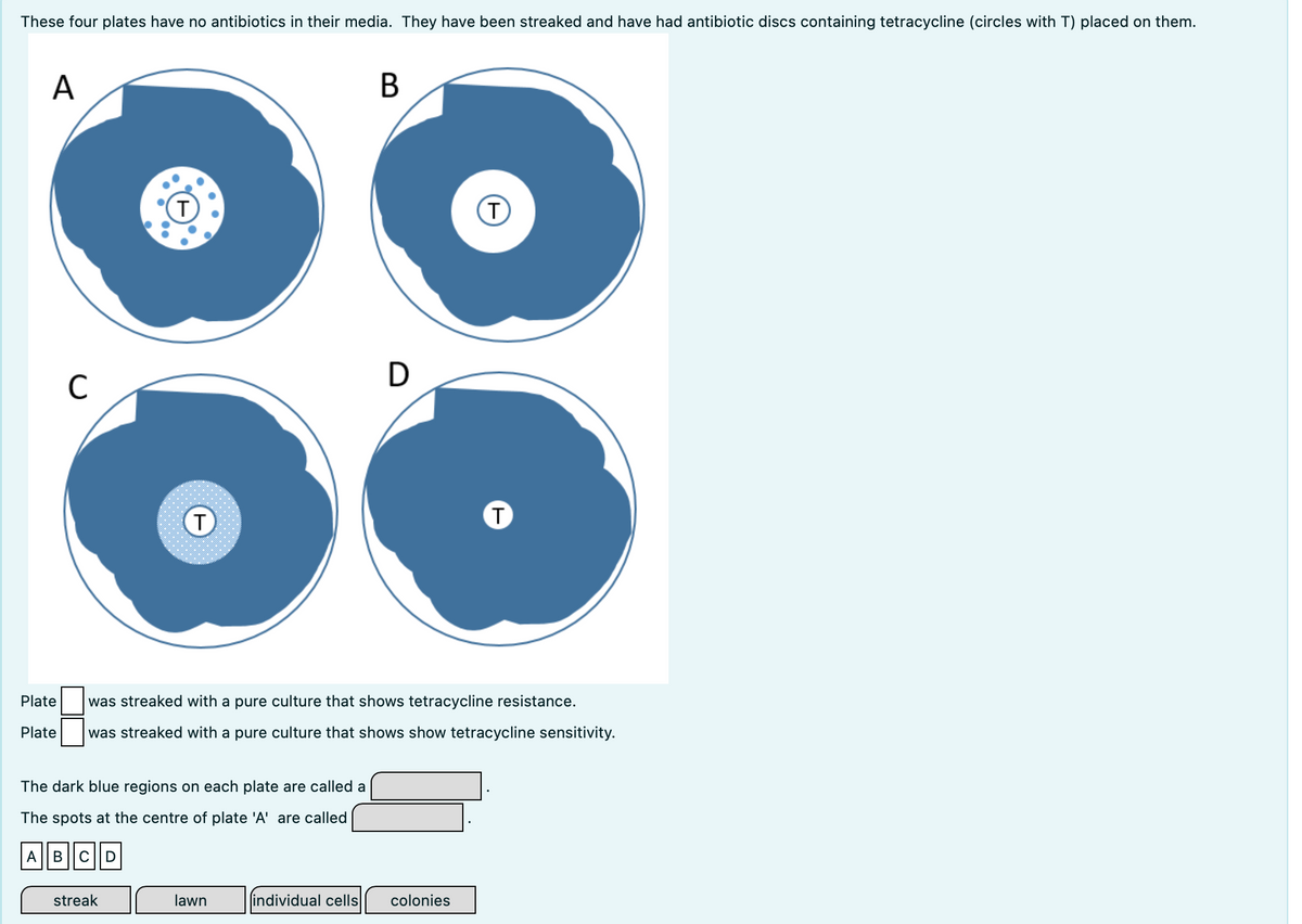 These four plates have no antibiotics in their media. They have been streaked and have had antibiotic discs containing tetracycline (circles with T) placed on them.
A
В
(T
(T
C
D
T
Plate
was streaked with a pure culture that shows tetracycline resistance.
Plate
was streaked with a pure culture that shows show tetracycline sensitivity.
The dark blue regions on each plate are called a
The spots at the centre of plate 'A' are called
A|BCD
streak
lawn
individual cells
colonies
