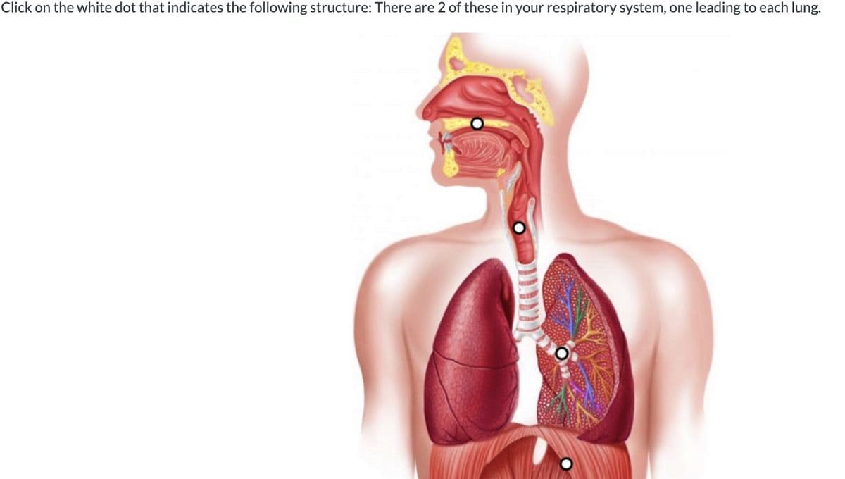 Click on the white dot that indicates the following structure: There are 2 of these in your respiratory system, one leading to each lung.
