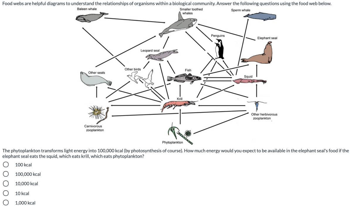 Food webs are helpful diagrams to understand the relationships of organisms within a biological community. Answer the following questions using the food web below.
Baleen whale
Smaller toothed
Sperm whale
whales
Penguins
Elephant seal
Leopard seal
Other birds
Fish
Other seals
Squid
Krill
Other herbivorous
zooplankton
Carnivorous
zooplankton
Phytoplankton
The phytoplankton transforms light energy into 100,000 kcal (by photosynthesis of course). How much energy would you expect to be available in the elephant seal's food if the
elephant seal eats the squid, which eats krill, which eats phytoplankton?
O 100 kcal
100,000 kcal
10,000 kcal
10 kcal
1,000 kcal
