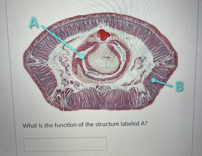 What is the function of the structure labeled A?
