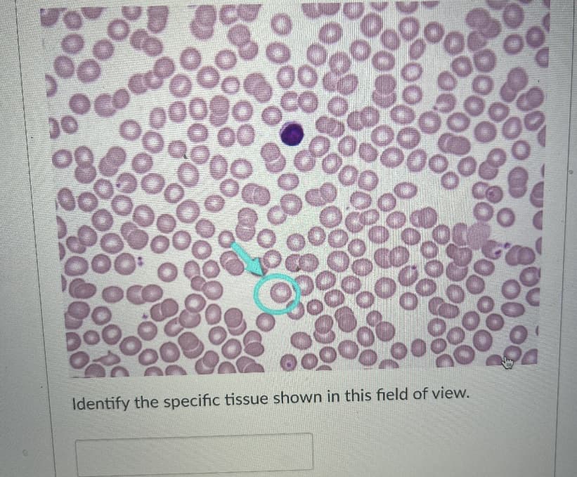 08
00
000000
Identify the specific tissue shown in this field of view.
