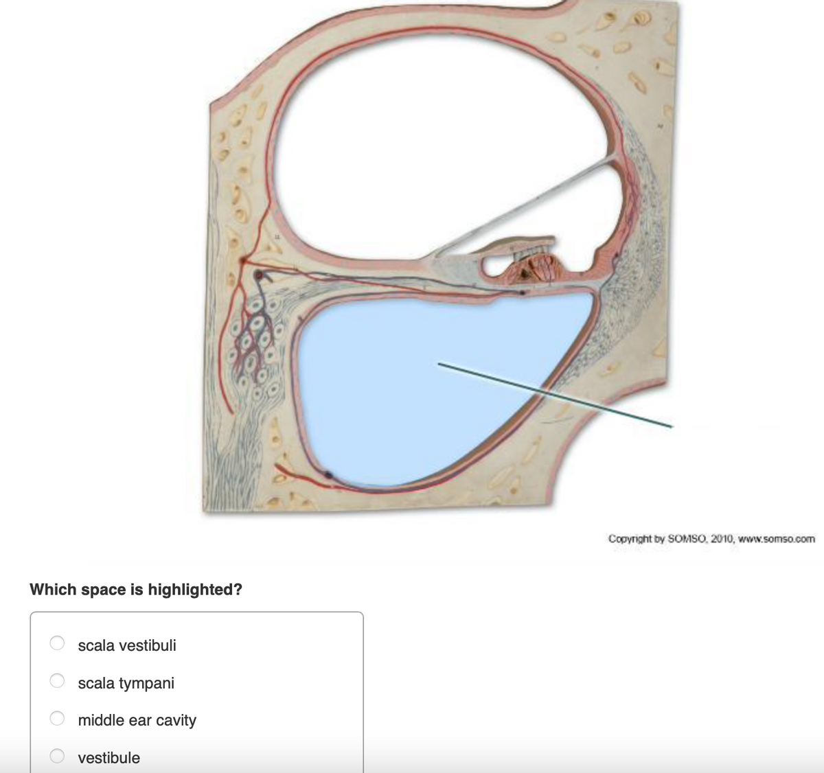 Copyright by SOMSO, 2010, www.somso.com
Which space is highlighted?
scala vestibuli
scala tympani
middle ear cavity
vestibule
O O
