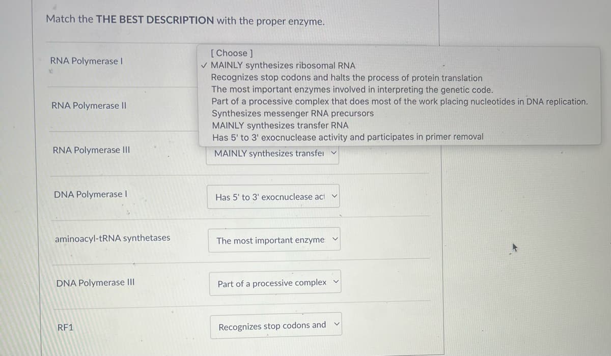 Match the THE BEST DESCRIPTION with the proper enzyme.
RNA Polymerase I
RNA Polymerase II
RNA Polymerase III
DNA Polymerase I
aminoacyl-tRNA synthetases
DNA Polymerase III
RF1
[Choose ]
✓ MAINLY synthesizes ribosomal RNA
Recognizes stop codons and halts the process of protein translation
The most important enzymes involved in interpreting the genetic code.
Part of a processive complex that does most of the work placing nucleotides in DNA replication.
Synthesizes messenger RNA precursors
MAINLY synthesizes transfer RNA
Has 5' to 3' exocnuclease activity and participates in primer removal
MAINLY synthesizes transfer
Has 5' to 3' exocnuclease act
The most important enzyme
Part of a processive complex
Recognizes stop codons and