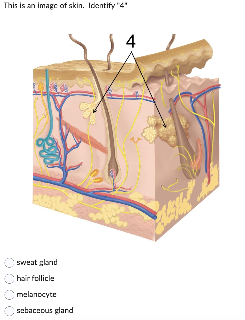 This is an image of skin. Identify "4"
sweat gland
hair follicle
melanocyte
sebaceous gland
4