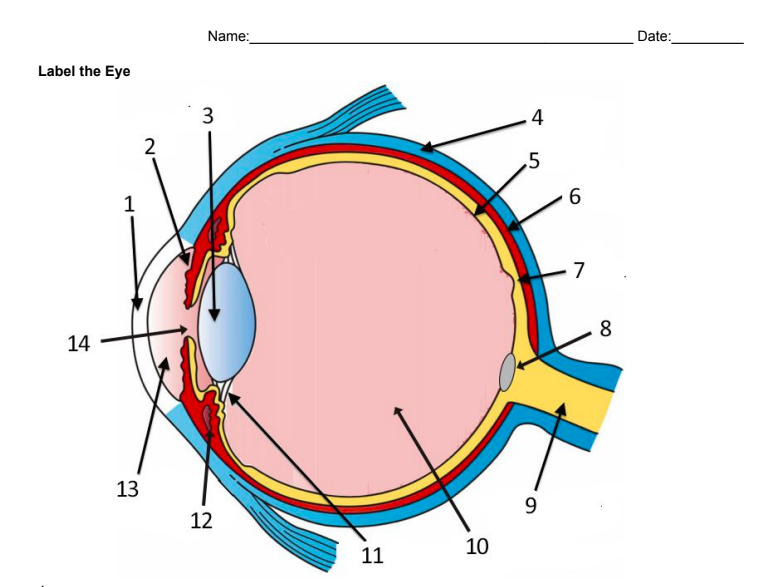 Name:
Date:
Label the Eye
3
4
.5
1
7
14
8
13
9
12
11
10
