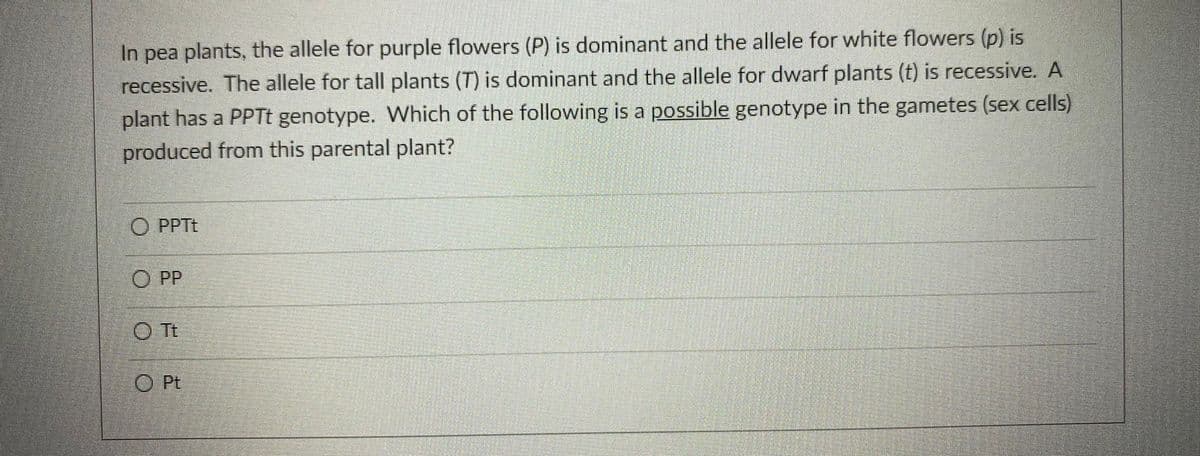 In pea plants, the allele for purple flowers (P) is dominant and the allele for white flowers (p) is
recessive. The allele for tall plants (T) is dominant and the allele for dwarf plants (t) is recessive. A
plant has a PPT genotype. Which of the following is a possible genotype in the gametes (sex cells)
produced from this parental plant?
O PPTt
O PP
O Tt
O Pt
