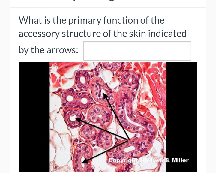 What is the primary function of the
accessory structure of the skin indicated
by the arrows:
Copyright Nreben & Miller
