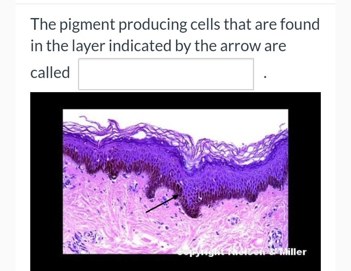 The pigment producing cells that are found
in the layer indicated by the arrow are
called
Miller
