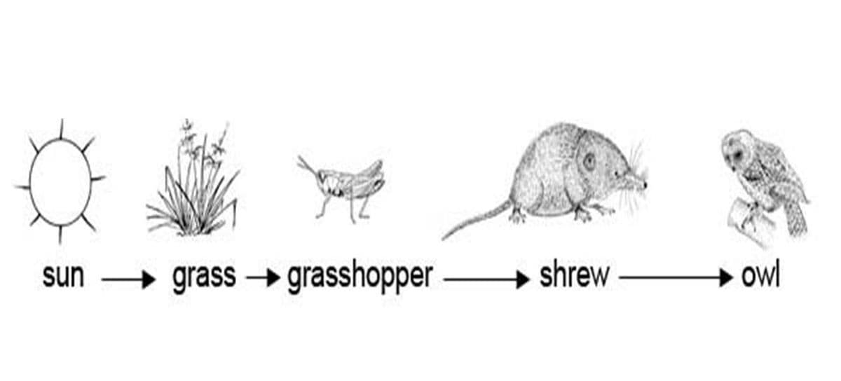 sun
grass grasshopper
shrew
owl