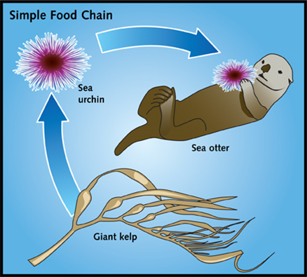 Simple Food Chain
Sea
urchin
Giant kelp
Sea otter
