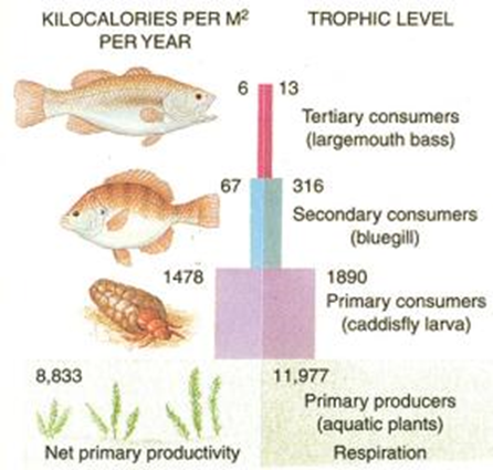 KILOCALORIES PER M²
PER YEAR
8,833
6
13
TROPHIC LEVEL
Tertiary consumers
(largemouth bass)
67
316
Secondary consumers
(bluegill)
1478
1890
Primary consumers
(caddisfly larva)
11,977
Primary producers
Net primary productivity
(aquatic plants)
Respiration