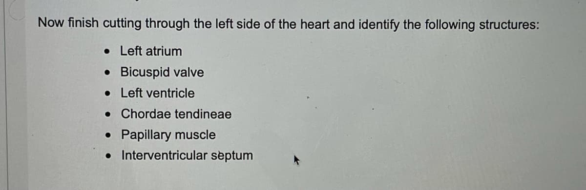 Now finish cutting through the left side of the heart and identify the following structures:
• Left atrium
• Bicuspid valve
• Left ventricle
• Chordae tendineae
• Papillary muscle
• Interventricular septum
