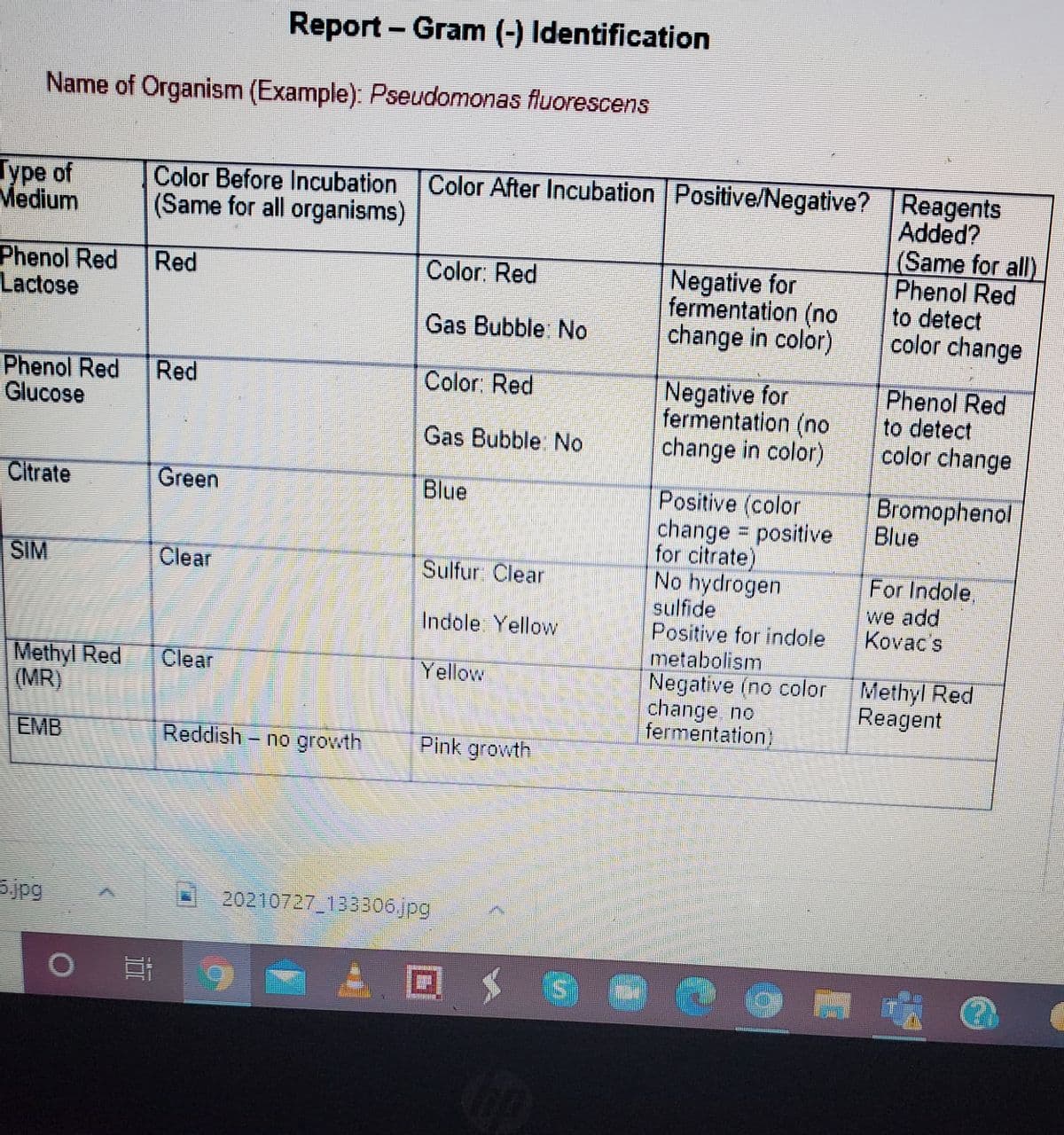 Report - Gram (-) Identification
Name of Organism (Example): Pseudomonas fluorescens
Type of
Medium
Color Before Incubation Color After Incubation Positive/Negative? Reagents
Added?
(Same for all)
Phenol Red
to detect
color change
(Same for all organisms)
Negative for
fermentation (no
change in color)
Color: Red
Phenol Red
Lactose
Red
Gas Bubble: No
Phenol Red
Glucose
Negative for
fermentation (no
change in color)
Color: Red
Phenol Red
to detect
color change
Red
Gas Bubble No
Citrate
Green
Blue
Bromophenol
Blue
Positive (color
change positive
for citrate)
No hydrogen
sulfide
Positive for indole
metabolism
Negative (no color
change no
fermentation)
SIM
Clear
Sulfur Clear
For Indole,
we add
Kovac's
Indole Yellow
Methyl Red
(MR)
Clear
Methyl Red
Reagent
Yellow
EMB
Reddish- no growth
Pink growth
jpg
20210727 133306jpg
ロSs
