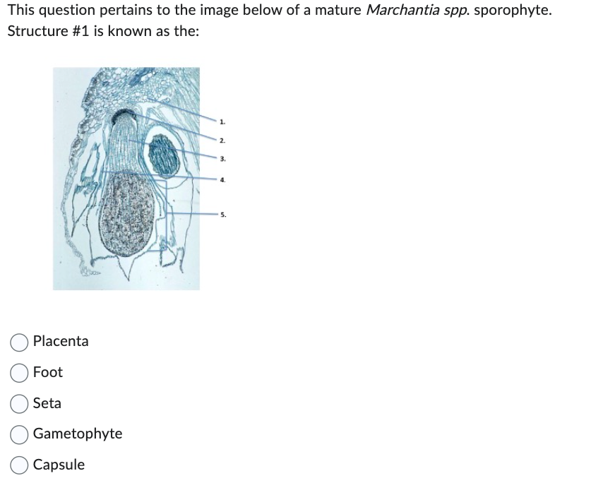 This question pertains to the image below of a mature Marchantia spp. sporophyte.
Structure #1 is known as the:
Placenta
Foot
Seta
Gametophyte
Capsule