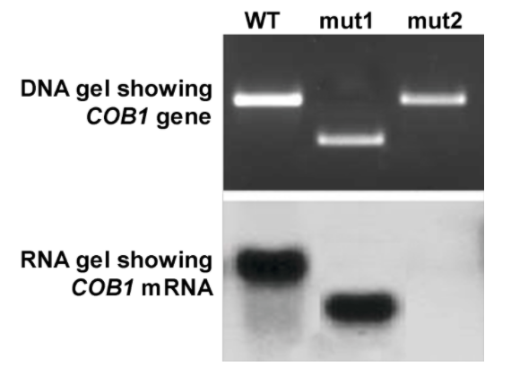 WT
mut1
mut2
DNA gel showing
COB1 gene
RNA gel showing
COB1 MRNA
