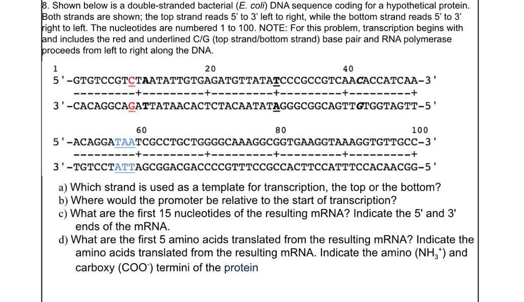 3. Shown below is a double-stranded bacterial (E. coli) DNA sequence coding for a hypothetical protein.
Both strands are shown; the top strand reads 5' to 3' left to right, while the bottom strand reads 5' to 3'
right to left. The nucleotides are numbered 1 to 100. NOTE: For this problem, transcription begins with
and includes the red and underlined C/G (top strand/bottom strand) base pair and RNA polymerase
proceeds from left to right along the DNA.
1
20
40
5'-GTGTCCGTСТААТАТТGTGAGATGTТАТАТСССGCСGTCAАСАССАТСАА-3'
+-------
+-------
---------+
3'-САСAGGCAGATTATAACAСТСТАСААТАTAGGGCGGCAGTTCTGGTAGTТ-5'
60
80
100
5'-ACAGGATAATCGCCTGCTGGGGCAAAGGCGGTGAAGGTAAAGGTGTTGCC-3'
------+
3'-TGTCCTATTAGCGGACGACCCCGTTTCCGCCACTTCCATTTCCACAACGG-5'
a) Which strand is used as a template for transcription, the top or the bottom?
b) Where would the promoter be relative to the start of transcription?
c) What are the first 15 nucleotides of the resulting mRNA? Indicate the 5' and 3'
ends of the mRNA.
d) What are the first 5 amino acids translated from the resulting mRNA? Indicate the
amino acids translated from the resulting mRNA. Indicate the amino (NH,*) and
carboxy (COO') termini of the protein

