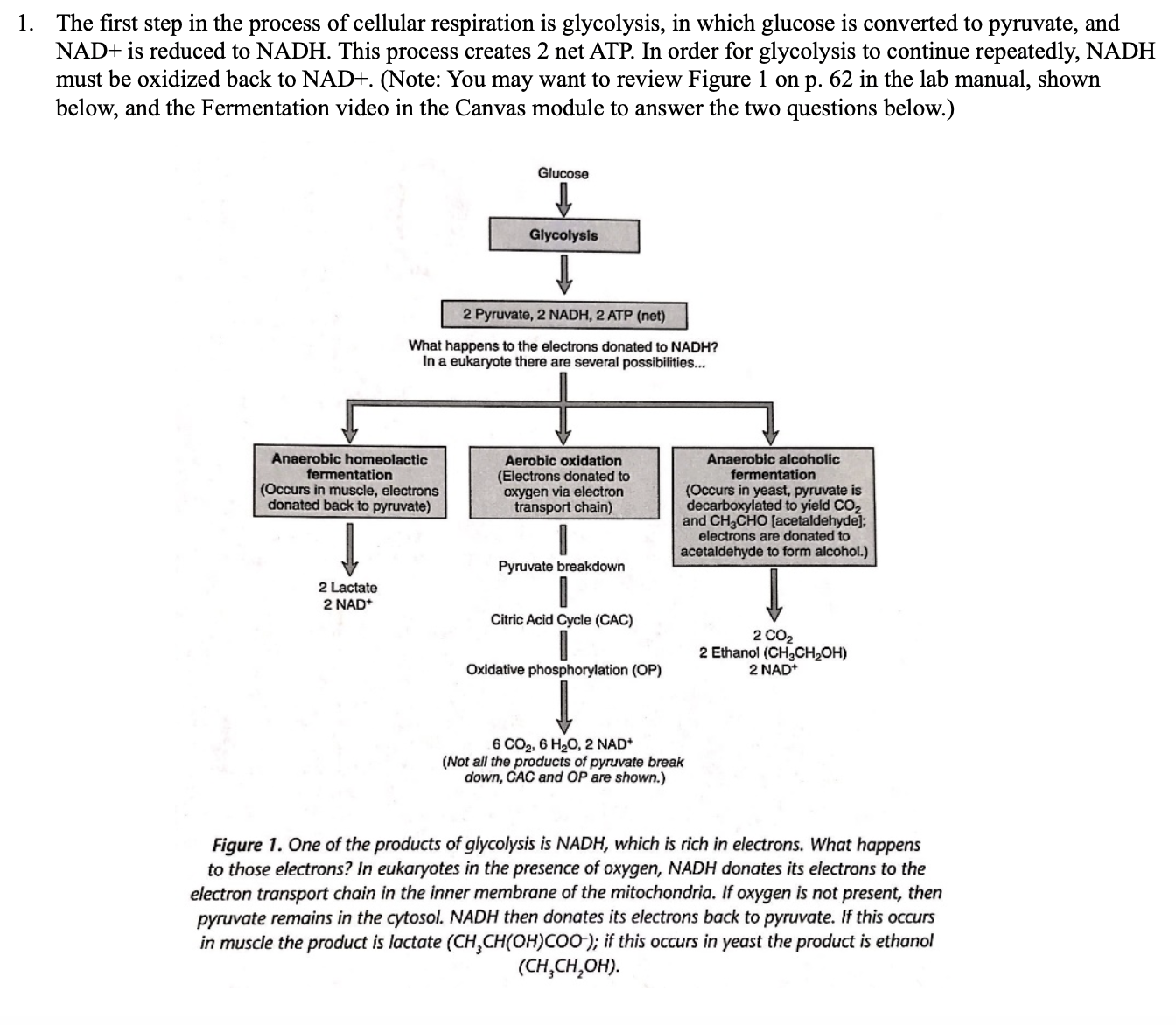 1. The first step in the process of cellular respiration is glycolysis, in which glucose is converted to pyruvate, and
NAD+ is reduced to NADH. This process creates 2 net ATP. In order for glycolysis to continue repeatedly, NADH
must be oxidized back to NAD+. (Note: You may want to review Figure 1 on p. 62 in the lab manual, shown
below, and the Fermentation video in the Canvas module to answer the two questions below.)
Glucose
Glycolysis
2 Pyruvate, 2 NADH, 2 ATP (net)
What happens to the electrons donated to NADH?
In a eukaryote there are several possibilities...
Anaerobic homeolactic
fermentation
(Occurs in muscle, electrons
donated back to pyruvate)
Aerobic oxidation
(Electrons donated to
oxygen via electron
transport chain)
Anaerobic alcoholic
fermentation
(Occurs in yeast, pyruvate is
decarboxylated to yield CO2
and CH3CHO [acetaldehyde]:
electrons are donated to
acetaldehyde to form alcohol.)
Pyruvate breakdown
2 Lactate
2 NAD*
Citric Acid Cycle (CAC)
2 CO2
2 Ethanol (CH3CH2OH)
2 NAD+
Oxidative phosphorylation (OP)
6 CO2, 6 H20, 2 NAD*
(Not all the products of pyruvate break
down, CAC and OP are shown.)
Figure 1. One of the products of glycolysis is NADH, which is rich in electrons. What happens
to those electrons? In eukaryotes in the presence of oxygen, NADH donates its electrons to the
electron transport chain in the inner membrane of the mitochondria. If oxygen is not present, then
pyruvate remains in the cytosol. NADH then donates its electrons back to pyruvate. If this occurs
in muscle the product is lactate (CH,CH(OH)COO-); if this occurs in yeast the product is ethanol
(CH,CH,OH).
