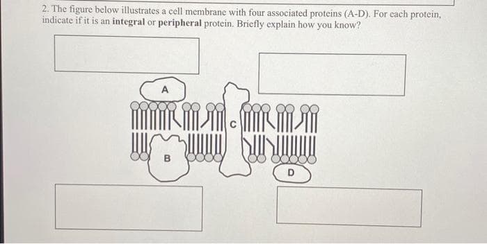 2. The figure below illustrates a cell membrane with four associated proteins (A-D). For each protein,
indicate if it is an integral or peripheral protein. Briefly explain how you know?
A
.....
B
D