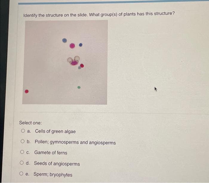 Identify the structure on the slide. What group(s) of plants has this structure?
Select one:
O a. Cells of green algae
O b. Pollen; gymnosperms and angiosperms
O c.
Gamete of ferns
O d.
Seeds of angiosperms
O e. Sperm; bryophytes