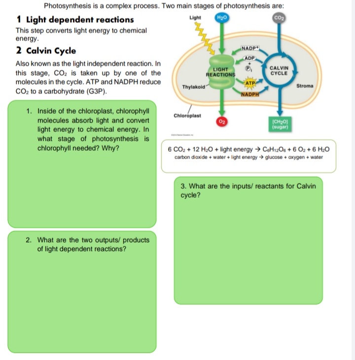 Photosynthesis is a complex process. Two main stages of photosynthesis are:
H20
co
1 Light dependent reactions
This step converts light energy to chemical
energy.
Light
NADP
2 Calvin Cycle
Also known as the light independent reaction. In
this stage, CO2 is taken up by one of the
molecules in the cycle. ATP and NADPH reduce
CO2 to a carbohydrate (G3P).
ADP
LIGHT
CALVIN
REACTIONS
CYCLE
Thylakoid
Stroma
NADPH
1. Inside of the chloroplast, chlorophyll
molecules absorb light and convert
light energy to chemical energy. In
what stage of photosynthesis is
chlorophyll needed? Why?
Chloroplast
(CH20]
(sugar)
6 CO2 + 12 H20 + light energy → CeH12O6 + 6 O2 + 6 H20
carbon dioxide + water + light energy > glucose + oxygen + water
3. What are the inputs/ reactants for Calvin
cycle?
2. What are the two outputs/ products
of light dependent reactions?
