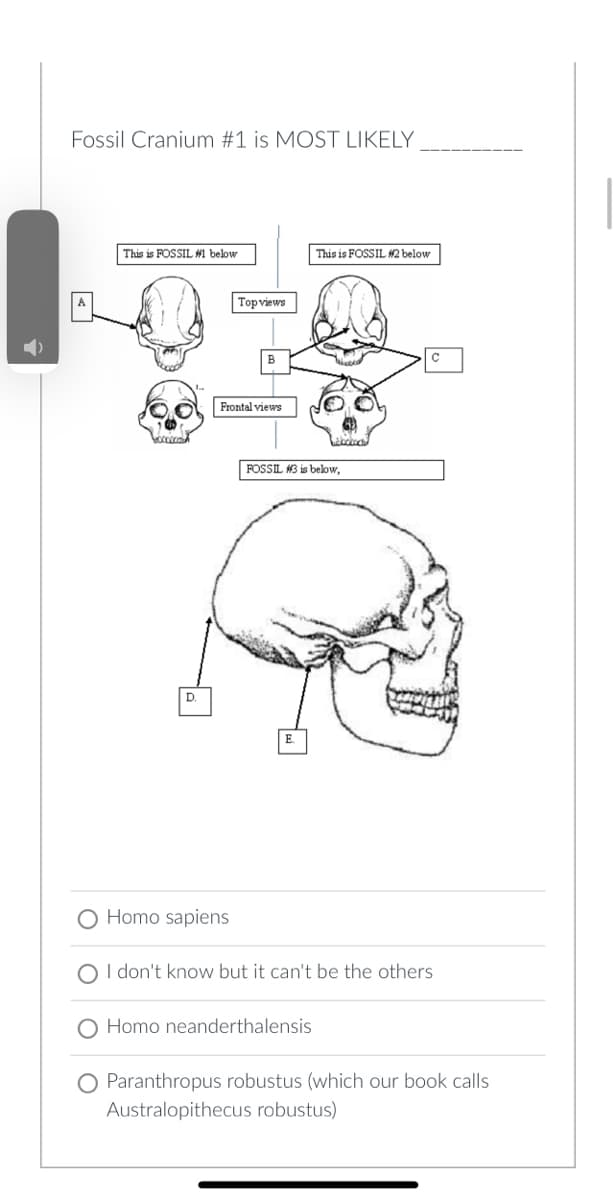 Fossil Cranium #1 is MOST LIKELY
This is FOSSIL #1 below
D.
Top views
Frontal views
This is FOSSIL #2 below
lockact
FOSSIL #3 is below,
O Homo sapiens
O I don't know but it can't be the others
O Homo neanderthalensis
O Paranthropus robustus (which our book calls
Australopithecus robustus)