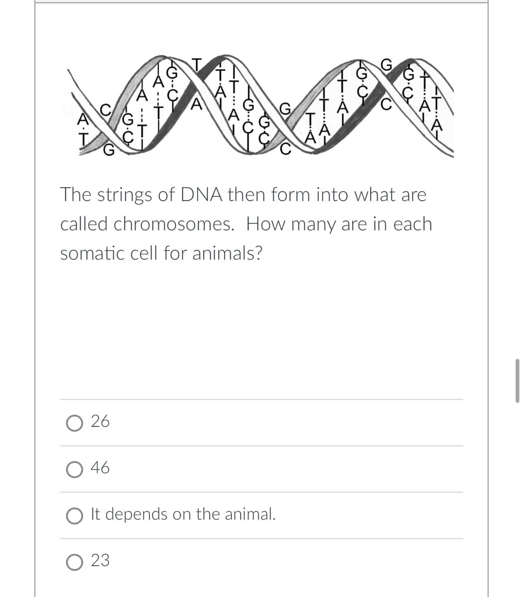 The strings of DNA then form into what are
called chromosomes. How many are in each
somatic cell for animals?
O 26
46
It depends on the animal.
O 23