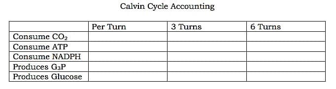 Calvin Cycle Accounting
Per Turn
3 Turns
6 Turns
Consume CO2
Consume ATP
Consume NADPH
Produces G3P
Produces Glucose
