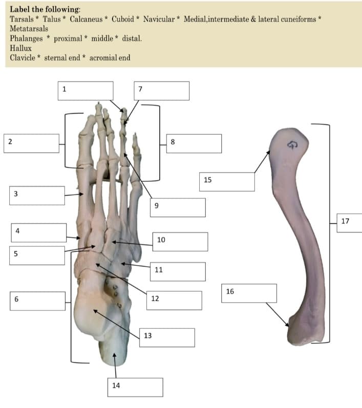 Label the following:
Tarsals * Talus * Calcaneus * Cuboid * Navicular * Medial,intermediate & lateral cuneiforms *
Metatarsals
Phalanges * proximal * middle * distal.
Hallux
Clavicle * sternal end * acromial end
1
7
2
8
15
17
10
11
16
12
13
14
3.
4.
LO
