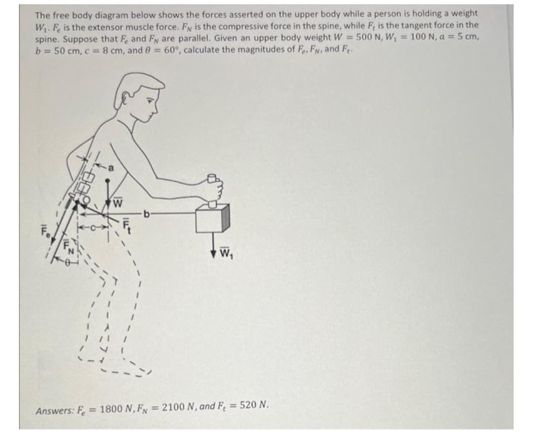 The free body diagram below shows the forces asserted on the upper body while a person is holding a weight
W₁. Fe is the extensor muscle force. Fy is the compressive force in the spine, while F, is the tangent force in the
spine. Suppose that Fe and Fy are parallel. Given an upper body weight W = 500 N, W₁ = 100 N, a = 5 cm,
b= 50 cm, c = 8 cm, and 0 = 60°, calculate the magnitudes of Fe, FN, and F.
Answers: F=1800 N, FN = 2100 N, and F = 520 N.