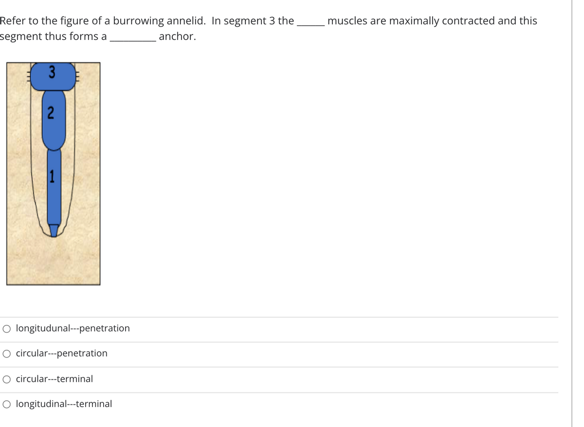 Refer to the figure of a burrowing annelid. In segment 3 the
segment thus forms a
muscles are maximally contracted and this
anchor.
1
O longitudunal--penetration
circular---penetration
O circular---terminal
O longitudinal---terminal
2.
