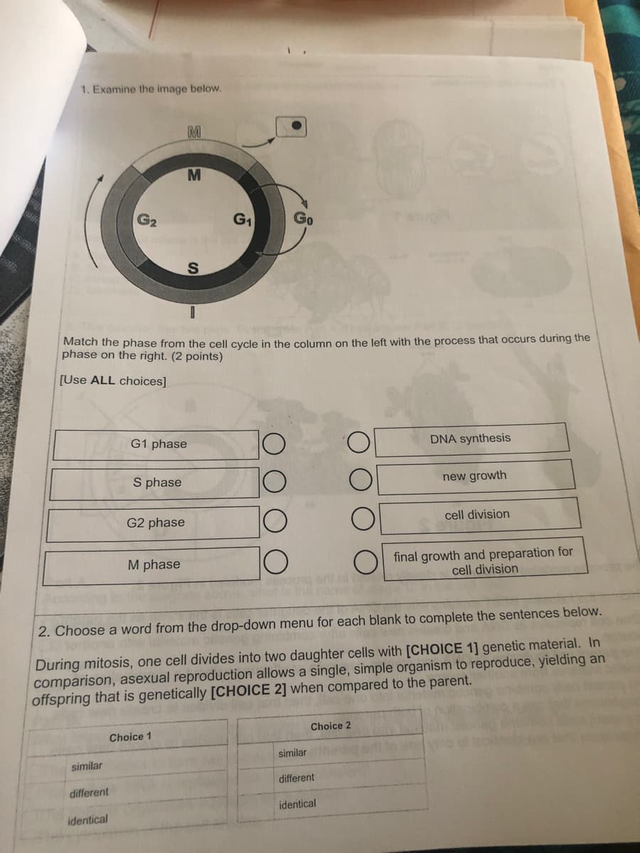 1. Examine the image below.
M
G2
G1
Go
as mee
Match the phase from the cell cycle in the column on the left with the process that occurs during the
phase on the right. (2 points)
[Use ALL choices]
G1 phase
DNA synthesis
S phase
new growth
cell division
G2 phase
final growth and preparation for
cell division
M phase
2. Choose a word from the drop-down menu for each blank to complete the sentences below.
During mitosis, one cell divides into two daughter cells with [CHOICE 1] genetic material. In
comparison, asexual reproduction allows a single, simple organism to reproduce, yielding an
offspring that is genetically [CHOICE 2] when compared to the parent.
Choice 2
Choice 1
similar
similar
different
different
identical
identical
