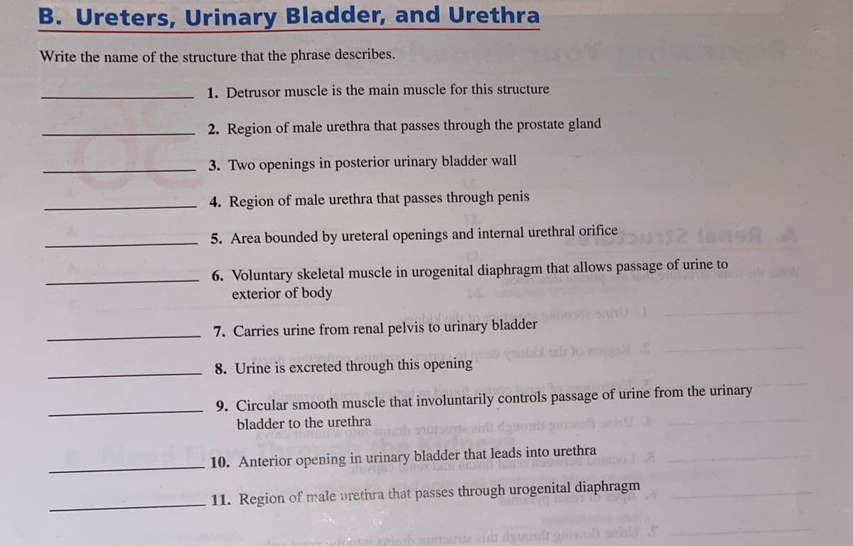 B. Ureters, Urinary Bladder, and Urethra
Write the name of the structure that the phrase describes.
1. Detrusor muscle is the main muscle for this structure
2. Region of male urethra that passes through the prostate gland
3. Two openings in posterior urinary bladder wall
4. Region of male urethra that passes through penis
5. Area bounded by ureteral openings and internal urethral orifice
leno A
6. Voluntary skeletal muscle in urogenital diaphragm that allows passage of urine to
exterior of body
7. Carries urine from renal pelvis to urinary bladder
yonbil o lo ng
8. Urine is excreted through this opening
9. Circular smooth muscle that involuntarily controls passage of urine from the urinary
bladder to the urethra
9utsa zidl rigue
10. Anterior opening in urinary bladder that leads into urethra
11. Region of male urethra that passes through urogenital diaphragm
