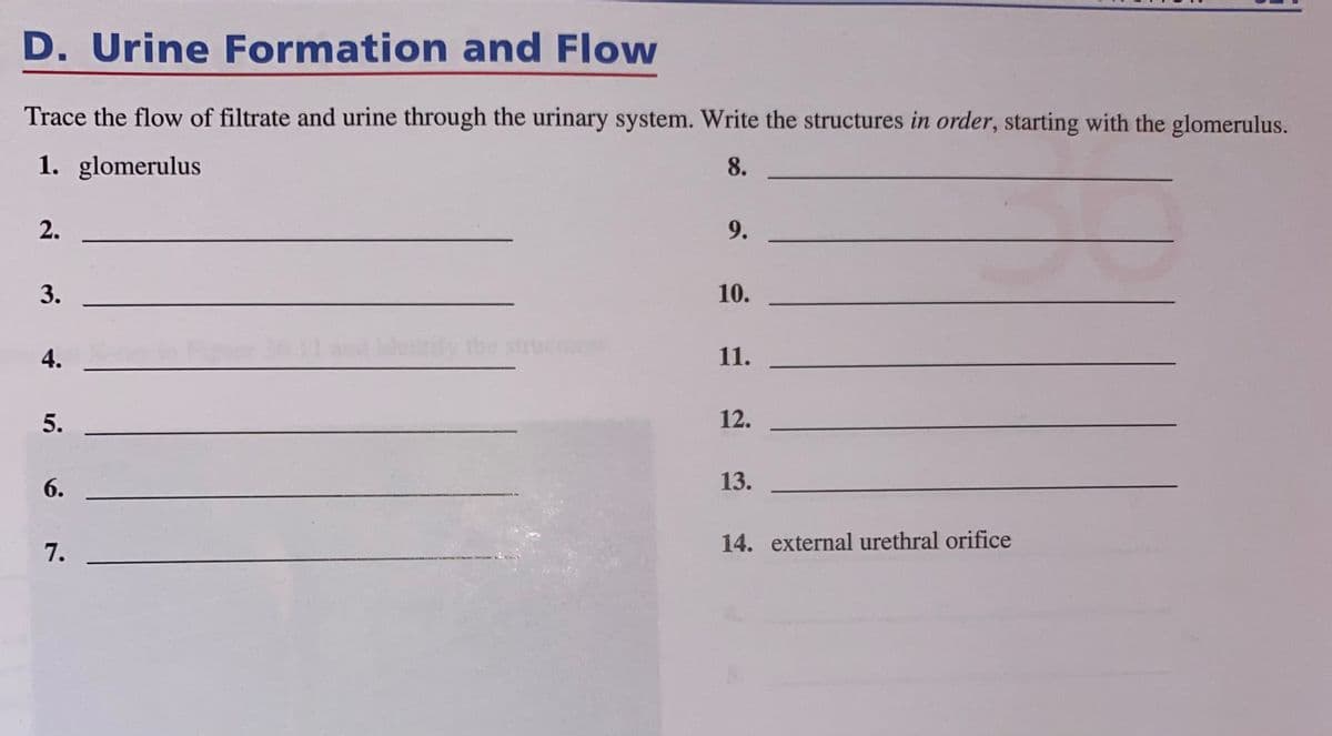 D. Urine Formation and Flow
Trace the flow of filtrate and urine through the urinary system. Write the structures in order, starting with the glomerulus.
1. glomerulus
8.
2.
9.
3.
10.
4.
11.
5.
12.
6.
13.
14. external urethral orifice
7.
