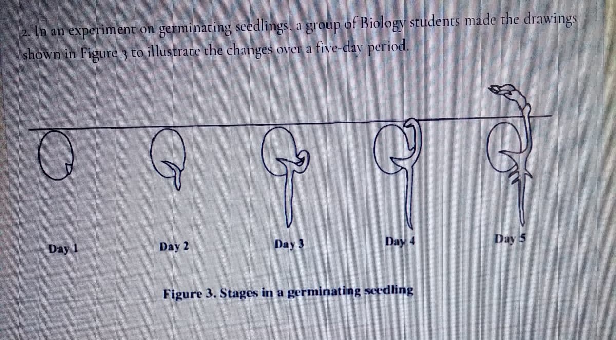 2. In an experiment on germinating seedlings, a group of Biology students made the drawings
shown in Figure 3 to illustrate the changes over a five-day period.
Day 1
Day 2
Day 3
Day 4
Day 5
Figure 3. Stages in a germinating seedling
