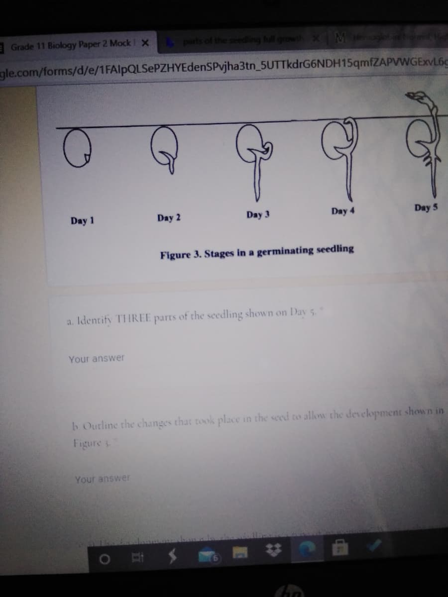 E Grade 11 Biology Paper 2 Mock x
parts of the seeding full growth X M
gle.com/forms/d/e/1FAlpQLSePZHYEdenSPvjha3tn_5UTTkdrG6NDH15qmfZAPVWGExVL6C
Day 1
Day 2
Day 3
Day 4
Day 5
Figure 3. Stages in a germinating seedling
a. Identify THREE parts of the seedling shown on Day 5.
Your answer
h Outline the changes that took place in the seed to allow the development shown in
Figure 3.
Your answer
