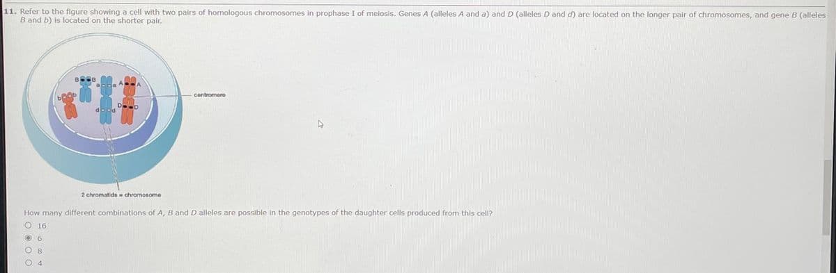 11. Refer to the figure showing a cell with two pairs of homologous chromosomes in prophase I of meiosis. Genes A (alleles A and a) and D (alleles D and d) are located on the longer pair of chromosomes, and gene B (alleles
B and b) is located on the shorter pair.
BOOB
centromere
DoD
dood
2 chromatids = chromosome
How many different combinations of A, B and D alleles are possible in the genotypes of the daughter cells produced from this cell?
O 16
8.
O O O O
