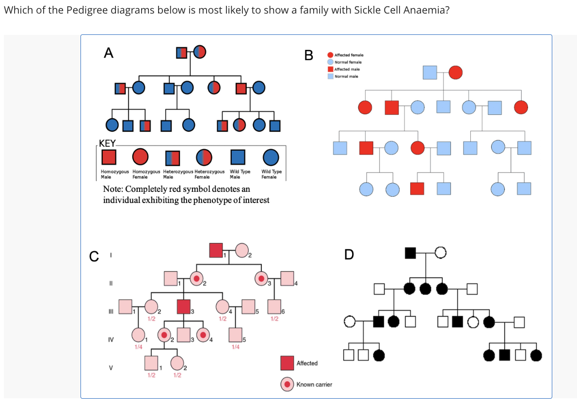 Which of the Pedigree diagrams below is most likely to show a family with Sickle Cell Anaemia?
A
KEY
Homozygous Homozygous Heterozygous Heterozygous Wild Type
Male
Female Male
Female
Male
Note: Completely red symbol denotes an
individual exhibiting the phenotype of interest
CI
||
III
IV
V
1/4
1/2
1/2
1/2
3
1/2
Wild Type
Female
1/4
1/2
B
Affected
● Known carrier
Affected female
Normal female
Affected male
Normal male
D