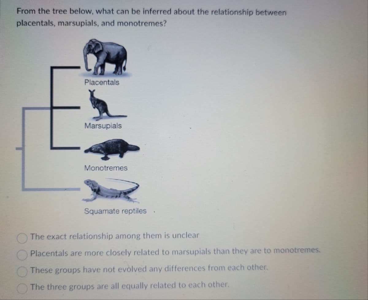 From the tree below, what can be inferred about the relationship between
placentals,
marsupials, and monotremes?
4
Placentals
Marsupials
Monotremes
Squamate reptiles.
The exact relationship among them is unclear
Placentals are more closely related to marsupials than they are to monotremes.
These groups have not evolved any differences from each other.
The three groups are all equally related to each other.