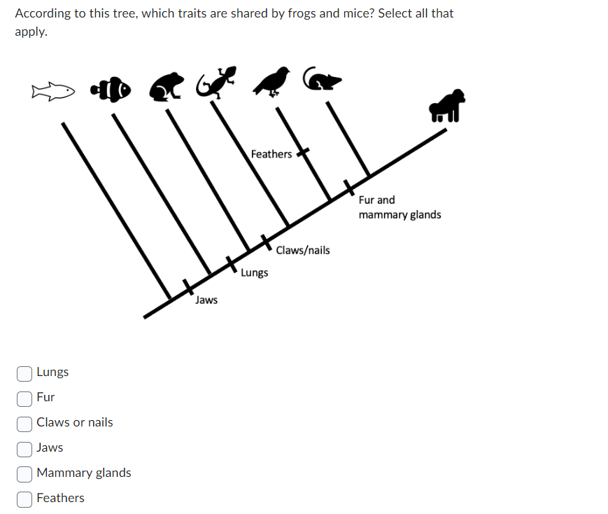 According to this tree, which traits are shared by frogs and mice? Select all that
apply.
Lungs
Fur
Claws or nails
Jaws
Mammary glands
Feathers
Jaws
Feathers
Lungs
Claws/nails
Fur and
mammary glands