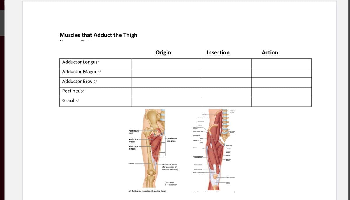 Muscles that Adduct the Thigh
Origin
Insertion
Action
Adductor Longus*
Adductor Magnus*
Adductor Brevis*
Pectineus*
Gracilis*
Pectineus
(cut)
Arteriar high
Adductor
Adductor
brevis
magnus
Adductor
Sarter
longus
Quadricaps maria
Femur
Adductor hiatus
(for passage of
femoral vessels)
Wastus mediie
Sentan at qa or-
O = origin
I - insertion
(d) Adductor muscles of medial thigh
Supertialmles ofaterend i
