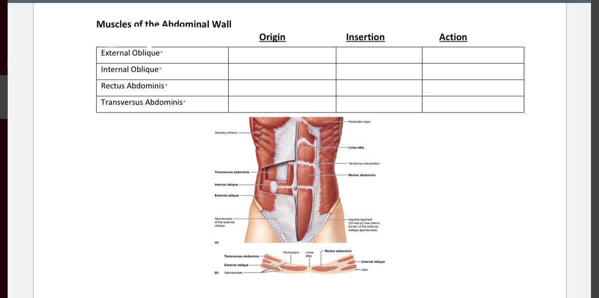 Muscles of the Abdominal Wall
Origin
Insertion
Action
External Oblique*
Internal Oblique*
Rectus Abdominis*
Transversus Abdominis*
Pectoralis major
Serratus anterior
Linea alba
Tendinous intersection
Transversus abdominis
Rectus abdominis
Internal oblique-
External oblique
Aponeurosis
of the external
oblique
-Ingunal ligament
(formed by free inferior
border of the external
oblique aponeurosis)
(a)
-Rectus abdominis
Peritoneum
Linea
alba
Transversus abdominis
Internal oblique
External oblique
(b)
Aponeuroses
