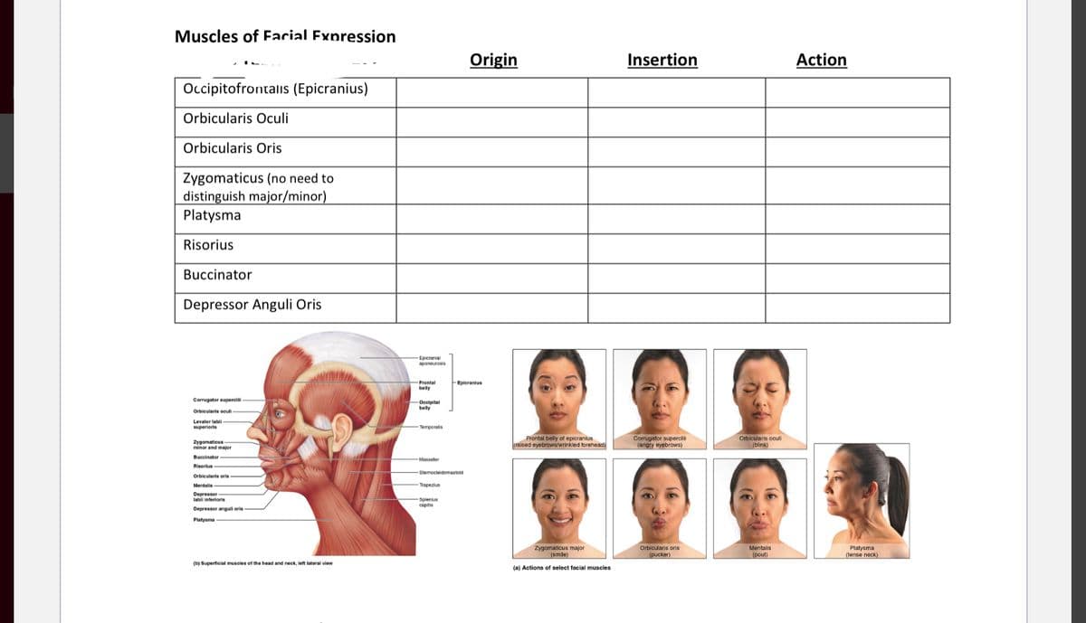 Muscles of Facial Expression
Origin
Insertion
Action
Occipitofrontalis (Epicranius)
Orbicularis Oculi
Orbicularis Oris
Żygomaticus (no need to
distinguish major/minor)
Platysma
Risorius
Buccinator
Depressor Anguli Oris
Epicranial
aponeurosis
Frontal
FEpleranius
belly
Corrugator superci
Occipital
belly
Orbieularis oculi
Levater jabi
superioris
Temporalis
Zygomatieus
minor and major
Frontal belly of epicranius
(raised eyebrows/wrinkled forehead)
Corrugator supercili
(angry eyebrows)
Orbicularis oculi
(blink)
Buccinator
Masseter
Risorius
Sternocieidomastoid
Orbicularis oris
Mentalis
Thapezius
Depreasor
labili interioris
Splenius
capitis
Depressor anguli oris
Platysma
Mentalis
Zygomaticus major
(smile)
Platysma
(tense neck)
Orbicularis oris
(pucker)
(pout)
(b) Superficial muscles of the head and neck, left lateral view
(a) Actions of select facial muscles
