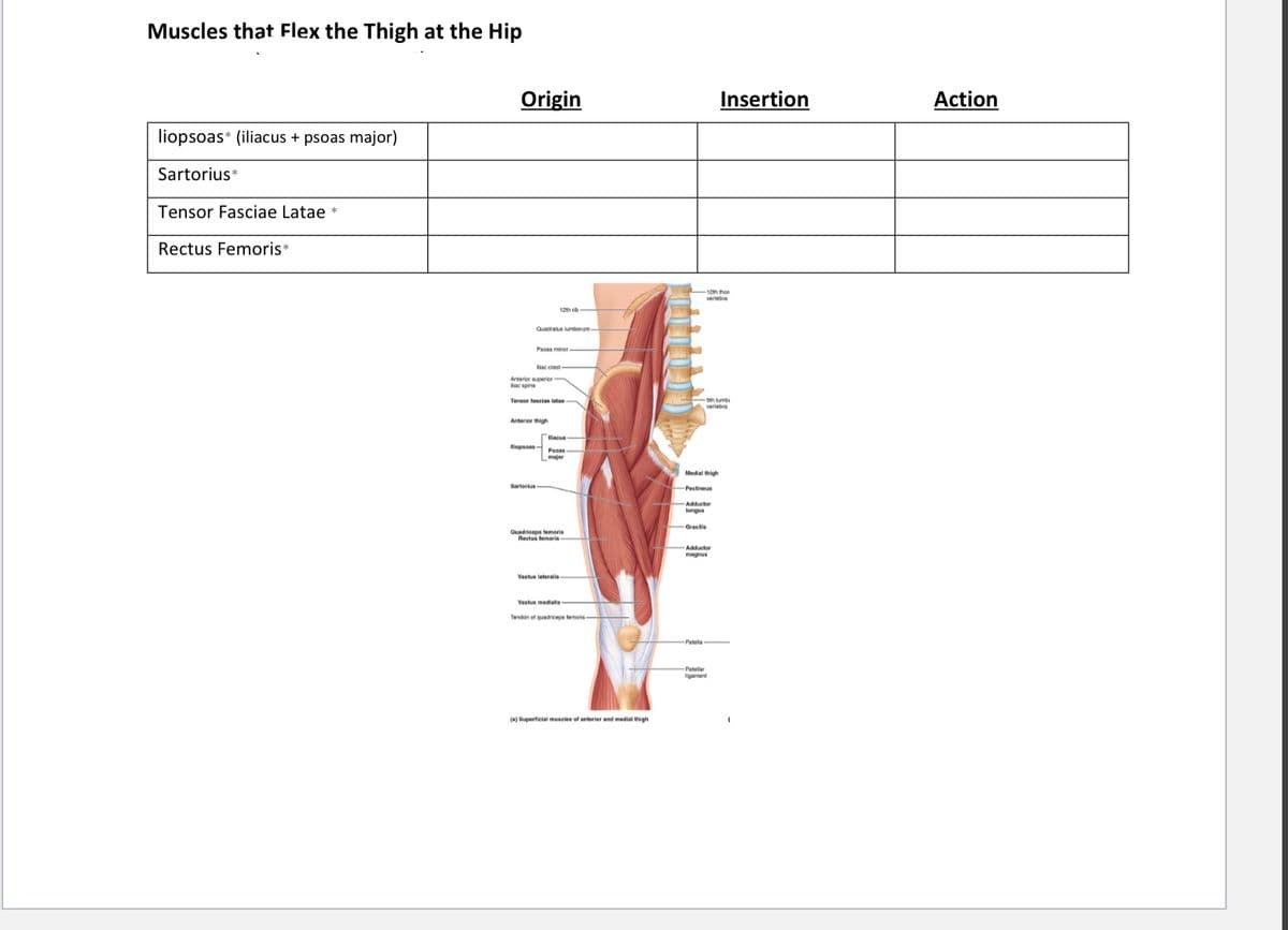 Muscles that Flex the Thigh at the Hip
Origin
Insertion
Action
liopsoas* (iliacus + psoas major)
Sartorius*
Tensor Fasciae Latae *
Rectus Femoris*
12th thon
verteba
12th rib
Quadratus lumborum
liac crest
Anterior sperior
dac spine
Tensor fesciae latae
Sth lumbi
vertebra
Anterier thigh
lacus
opsoas-
Psoas
major
Medial thigh
Pectineus
Adductor
longus
Gracilis
Quadricepe temorie
Rectus femarie
Adductor
magnus
Vastus leteralie
Vastus medialis
Tendon of quadriceps temoris-
Patela
Patelar
ligament
() Superticial museles of anterier and medial thigh
