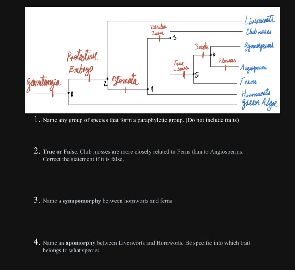 gamitangia
Protectivel
Embryo
2 Stomata
Vasculas
Tissul
3
True
Leavils
3. Name a synapomorphy between hornworts and ferns
Seeds
5
6
Flowers
1. Name any group of species that form a paraphyletic group. (Do not include traits)
Livepruvats
Club masses
дутпаренть
-Angiosperas
Ferns
Hornmorts
green Algae
2. True or False. Club mosses are more closely related to Ferns than to Angiosperms.
Correct the statement if it is false.
4. Name an apomorphy between Liverworts and Hornworts. Be specific into which trait
belongs to what species.