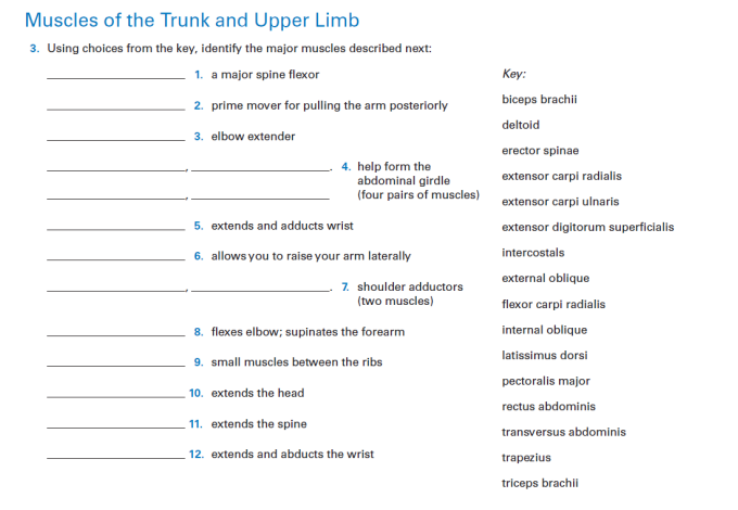 Muscles of the Trunk and Upper Limb
3. Using choices from the key, identify the major muscles described next:
1. a major spine flexor
Key:
biceps brachii
2. prime mover for pulling the arm posteriorly
deltoid
3. elbow extender
erector spinae
4. help form the
abdominal girdle
(four pairs of muscles)
extensor carpi radialis
extensor carpi ulnaris
5. extends and adducts wrist
extensor digitorum superficlalis
6. allows you to raise your arm laterally
intercostals
external oblique
7. shoulder adductors
(two muscles)
flexor carpi radialis
8. flexes elbow; supinates the forearm
internal oblique
latissimus dorsi
9. small muscles between the ribs
pectoralis major
10. extends the head
rectus abdominis
11. extends the spine
transversus abdominis
12. extends and abducts the wrist
trapezius
triceps brachii
