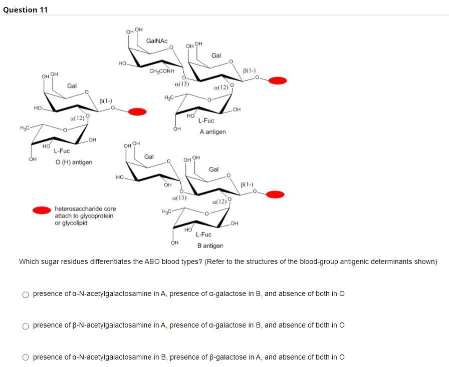 Question 11
OH
он
GalNAC
Он он
Gal
но.
он он
CH;CONH
B(1-)
Gal
a(13)
a(12)
B(1-)
H,C-
но.
OH
a(12)
но
L-Fuc
H3C-
A antigen
OH
но
L-Fuc
OH
OH
Gal
O (H) antigen
Он он
Gal
но-
OH
B(1-)
a(13)
a(12)
heterosaccharide core
attach to glycoprotein
or glycolipid
H3C-
но
L-Fuc
B antigen
Which sugar residues differentiates the ABO blood types? (Refer to the structures of the blood-group antigenic determinants shown)
presence of a-N-acetylgalactosamine in A, presence of a-galactose in B, and absence of both in o
presence of B-N-acetylgalactosamine in A, presence of a-galactose in B, and absence of both in o
presence of a-N-acetylgalactosamine in B, presence of B-galactose in A, and absence of both in O
