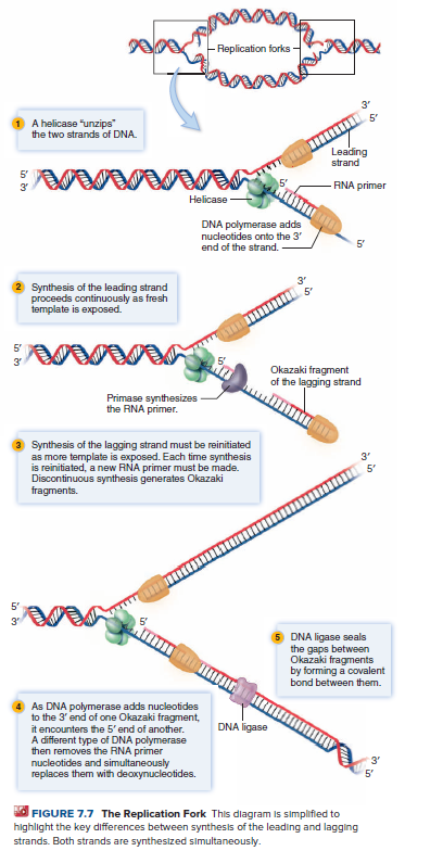 Replication forks
3
5'
A helicase "unzips"
the two strands of DNA.
Leading
strand
RNA primer
Helicase
DNA polymerase adds
nucleotides onto the 3'
end of the strand.
3
Synthesis of the leading strand
proceeds continuously as fresh
template is exposed.
5
Okazaki fragment
of the lagging strand
Primase synthesizes
the RNA primer.
Synthesis of the lagging strand must be reinitiated
as more template is exposed. Each time synthesis
is reinitiated, a new RNA primer must be made.
Discontinuous synthesis generates Okazaki
fragments.
3.
5
DNA ligase seals
the gaps between
Okazaki fragments
by forming a covalent
bond between them.
As DNA polymerase adds nucleotides
to the 3' end of one Okazaki fragment,
it encounters the 5' end of another.
A different type of DNA polymerase
then removes the RNA primer
nucleotides and simultaneously
replaces them with deoxynucleotides.
DNA ligase
3
FIGURE 7.7 The Replication Fork This dlagram is simplified to
highlight the key differences between synthesis of the leading and lagging
strands. Both strands are synthesized simultaneously.
to
in n
