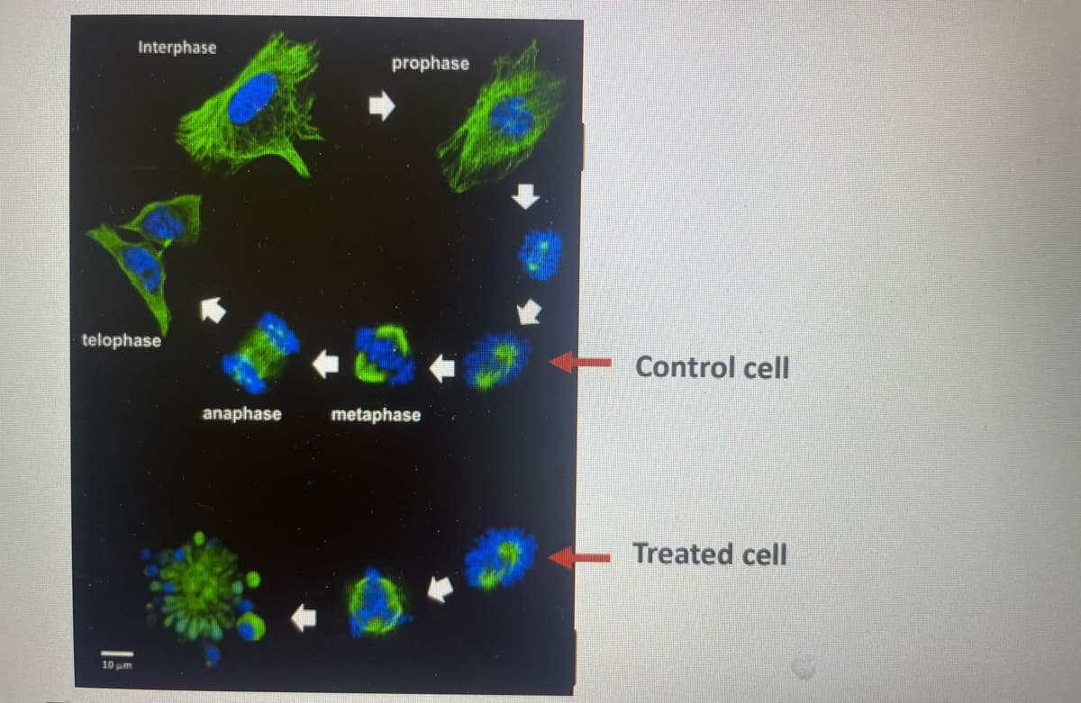 Interphase
telophase
10 μm
anaphase
prophase
metaphase
Control cell
Treated cell