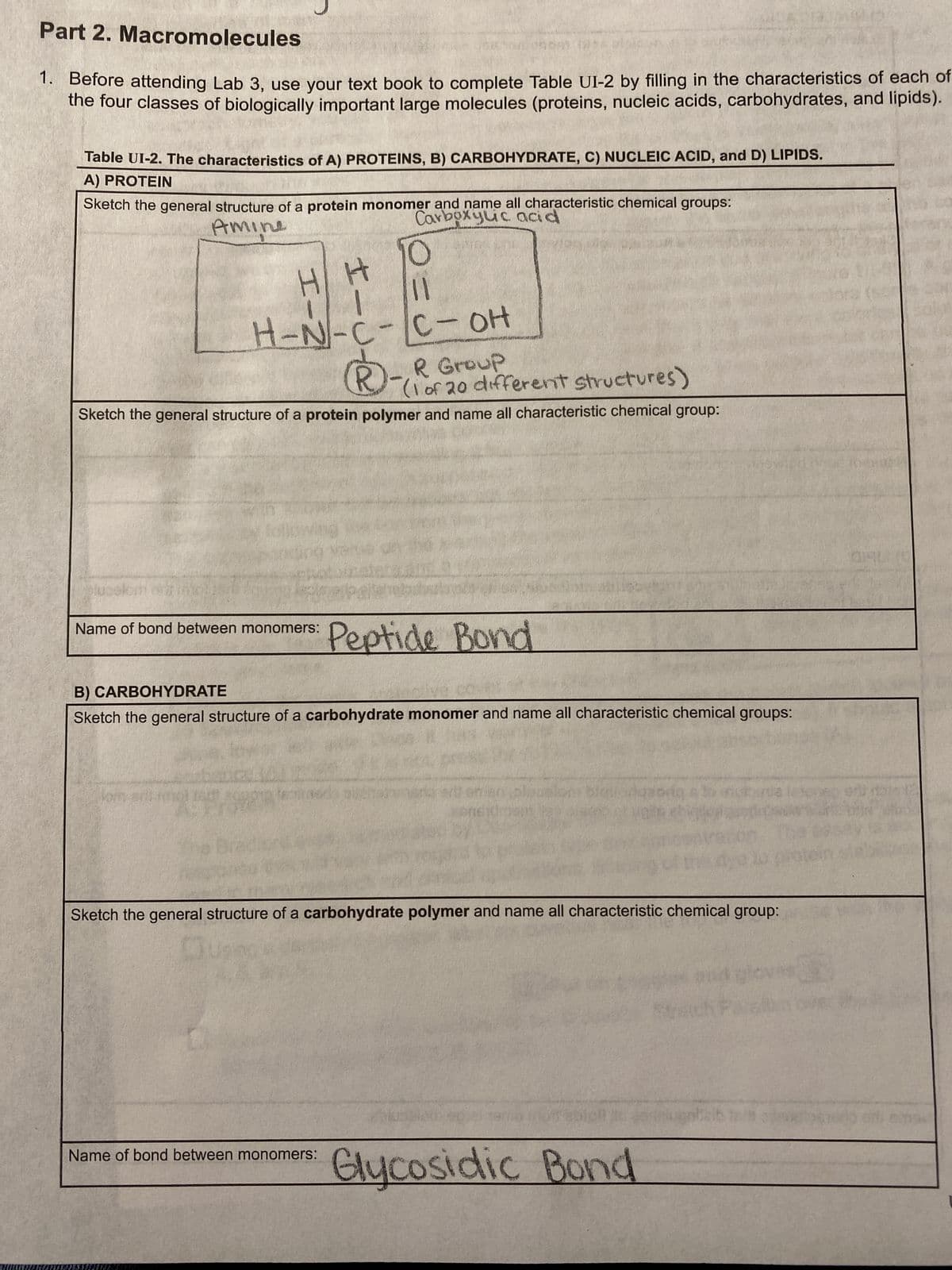 Part 2. Macromolecules
1. Before attending Lab 3, use your text book to complete Table UI-2 by filling in the characteristics of each of
the four classes of biologically important large molecules (proteins, nucleic acids, carbohydrates, and lipids).
Table UI-2. The characteristics of A) PROTEINS, B) CARBOHYDRATE, C) NUCLEIC ACID, and D) LIPIDS.
A) PROTEIN
Sketch the general structure of a protein monomer and name all characteristic chemical groups:
Carboxylic acid
Amine
H H
1. 1
H-N-C-C-OH
Name of bond between monomers:
10
0=0
(1 of 20 different structures)
Sketch the general structure of a protein polymer and name all characteristic chemical group:
elempal pa
BOMA
ANG-36
Ⓡ- R Group
Name of bond between monomers:
B) CARBOHYDRATE
Sketch the general structure of a carbohydrate monomer and name all characteristic chemical groups:
Peptide Bond
posto a to muutta
Her
Sketch the general structure of a carbohydrate polymer and name all characteristic chemical group:
Glycosidic Bond
of the dye i
0140
